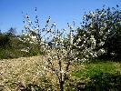 Propriété Rurale en Cervera