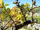Propriété Rurale en Cervera